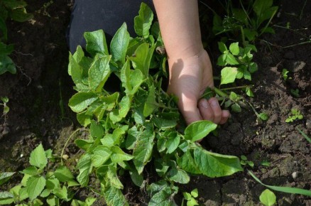 Эффективные способы борьбы с нематодами на даче