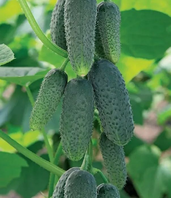 ��� �������� ���� �������� ������ � ������� ��� ��������� ����������� �������