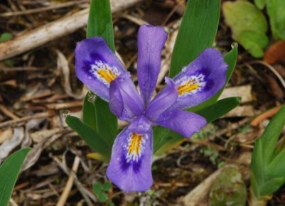 Как создать яркий сад на солнечных и влажных участках