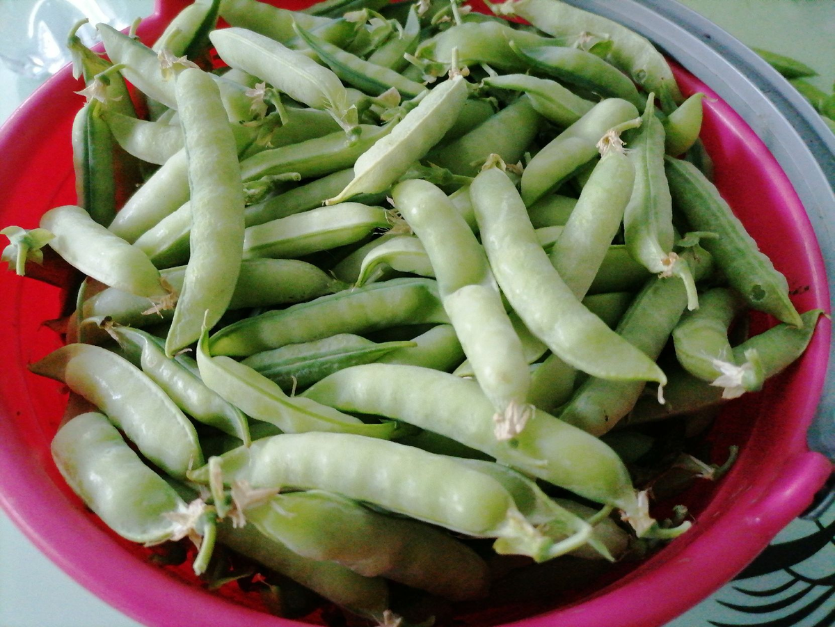 Садоводы и их странные привычки: что не стоит делать летом