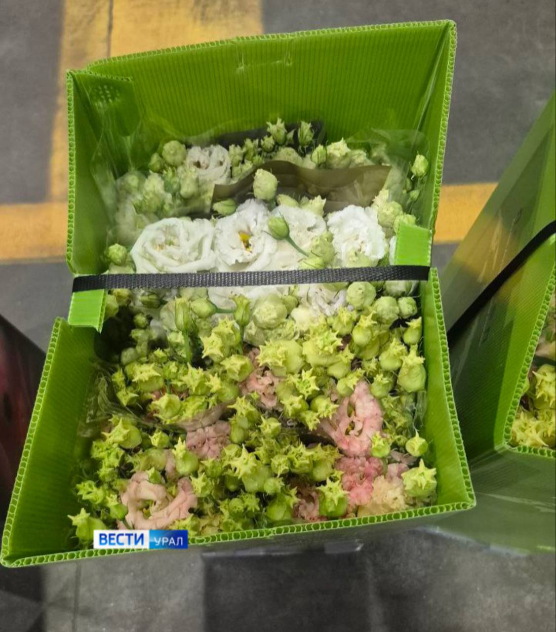 Всего к 8 Марта на Урал завезли более 8 млн импортных цветов Всего к 8 Марта на Урал завезли более 8 млн импортных цветов