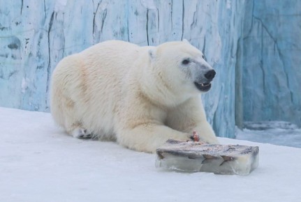 В Екатеринбурге отметят Международный день полярного медведя