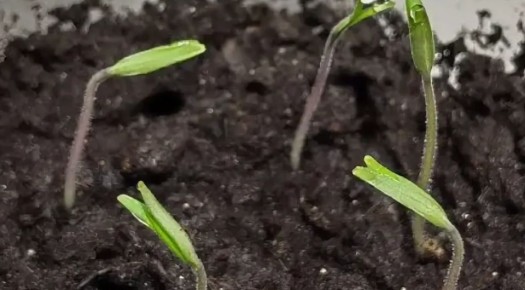 Скороспелый томат для открытого грунта: идеальный выбор для садоводов