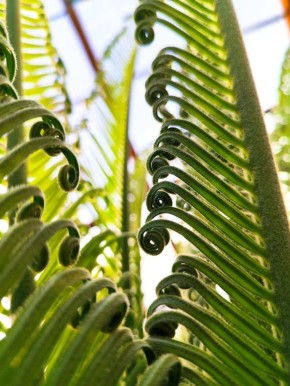 Растения-свидетели эпохи динозавров, которые растут в ботаническом саду УрО РАН, дали шишки