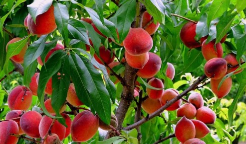 Как правильно подкармливать плодовые деревья: секреты от дедушки