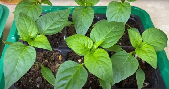 ��������� ������-��������� ��� �� ����: ����������� ������ ������ � ��������