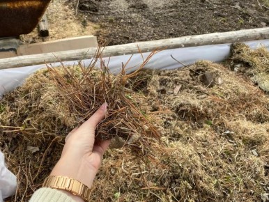 Как две ложки аммиачной селитры спасают дачный урожай