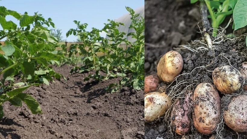 Как простой метод помог вырастить богатый урожай картофеля с маленьких грядок