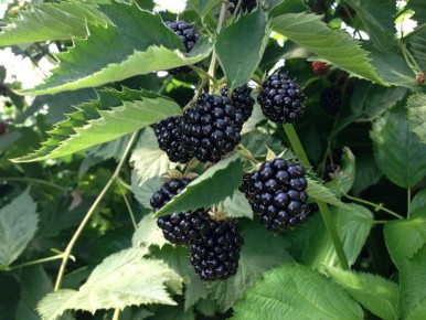 Эжевика без шипов: лучшие сорта для вашего сада