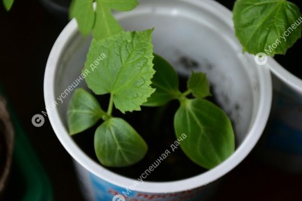 Когда сажать огурцы: секреты успешного выращивания рассады в апреле