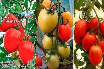 Сорт томатов Императрица: секреты урожайности и ухода
