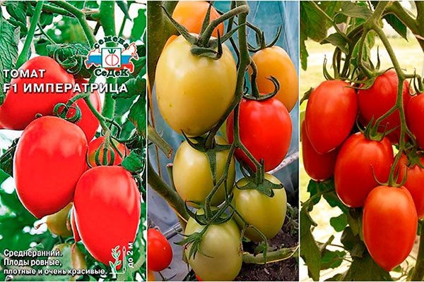 Сорт томатов Императрица: секреты урожайности и ухода