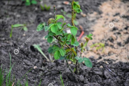 Секреты успешного ухода за розами в весенний период