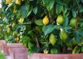 Почему лимон не плодоносит: пять главных причин