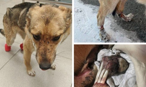 ����� �� ������� ������ ���� ��� ����� ��������� ���: �������� ������ �� ��������������