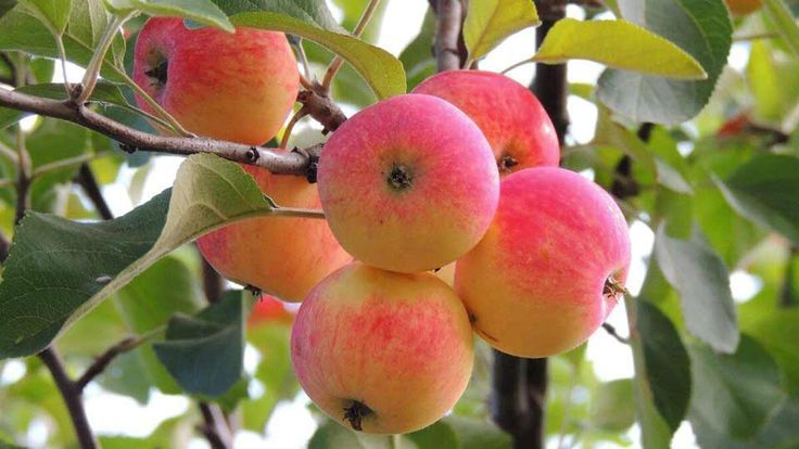 Как добиться крупных яблок: проверенные советы и хитрости сада