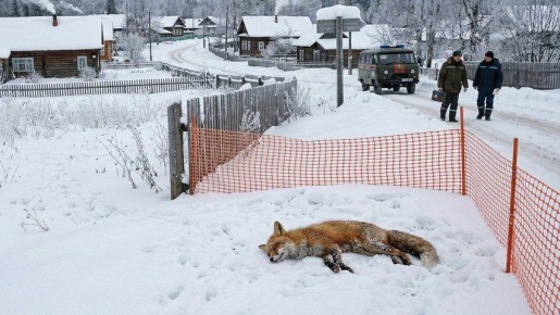 В Сысертском районе зафиксированы случаи бешенства