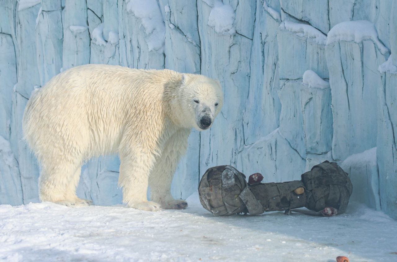 В Екатеринбургском зоопарке отметили Международный день полярного медведя