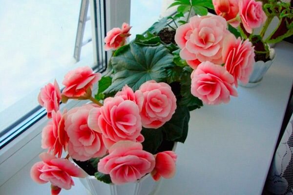 Уникальная красота бегонии: как вырастить идеальное домашнее растение