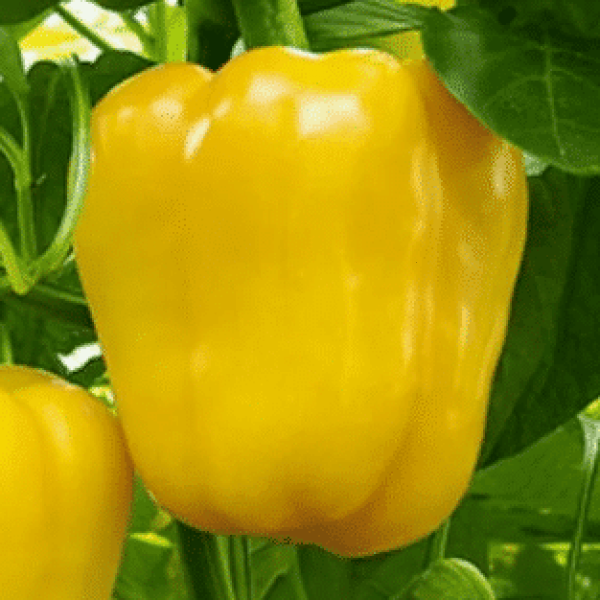 Перец Золотой Бык: как вырастить крупные желтые плоды в теплицах и на грядках