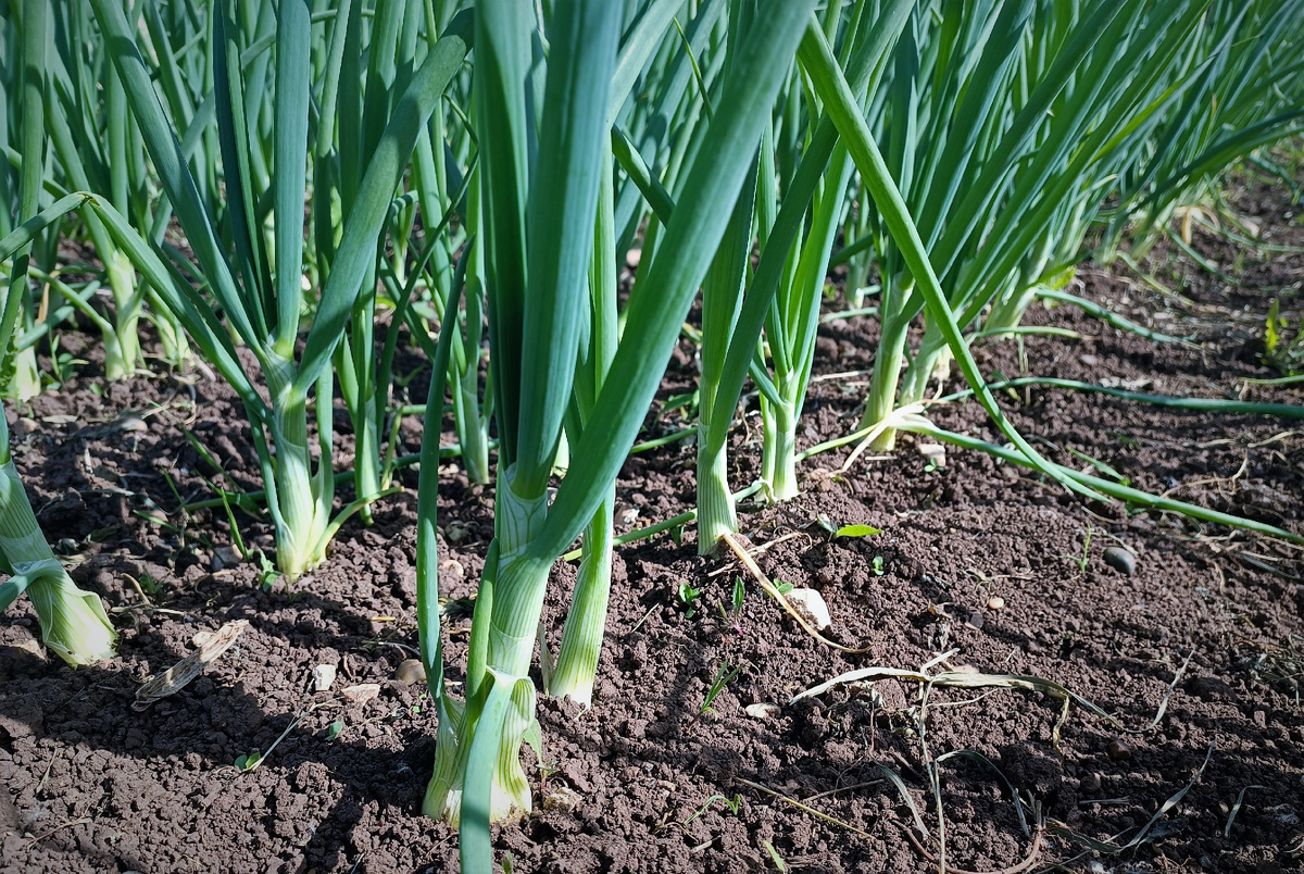 Как распознать вредителей лука: трипсы или луковая муха?