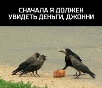 День считания ворон отмечается сегодня!