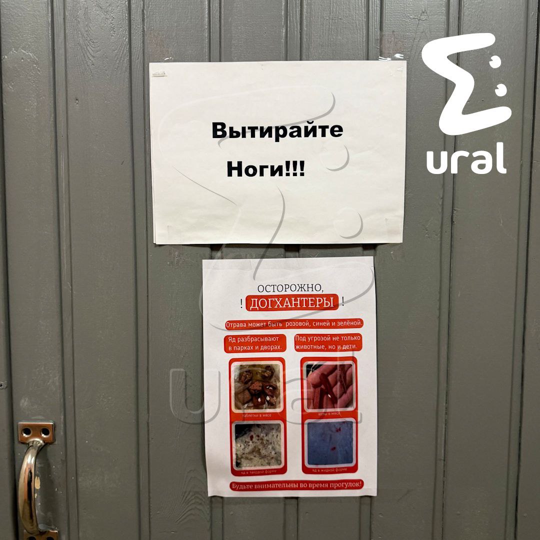 Уголовное дело завели из-за отравления волонтёра ядом для собак в Екатеринбурге