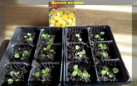 Риски посева крупноплодной клубники семенами: что нужно знать