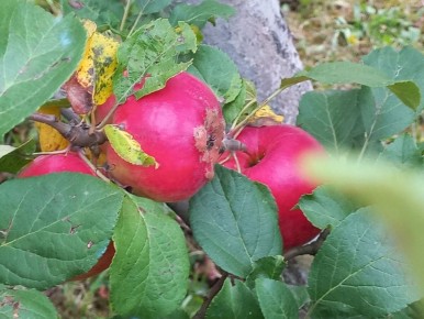 Как подготовить сад к зиме: осенняя обработка для здоровых растений