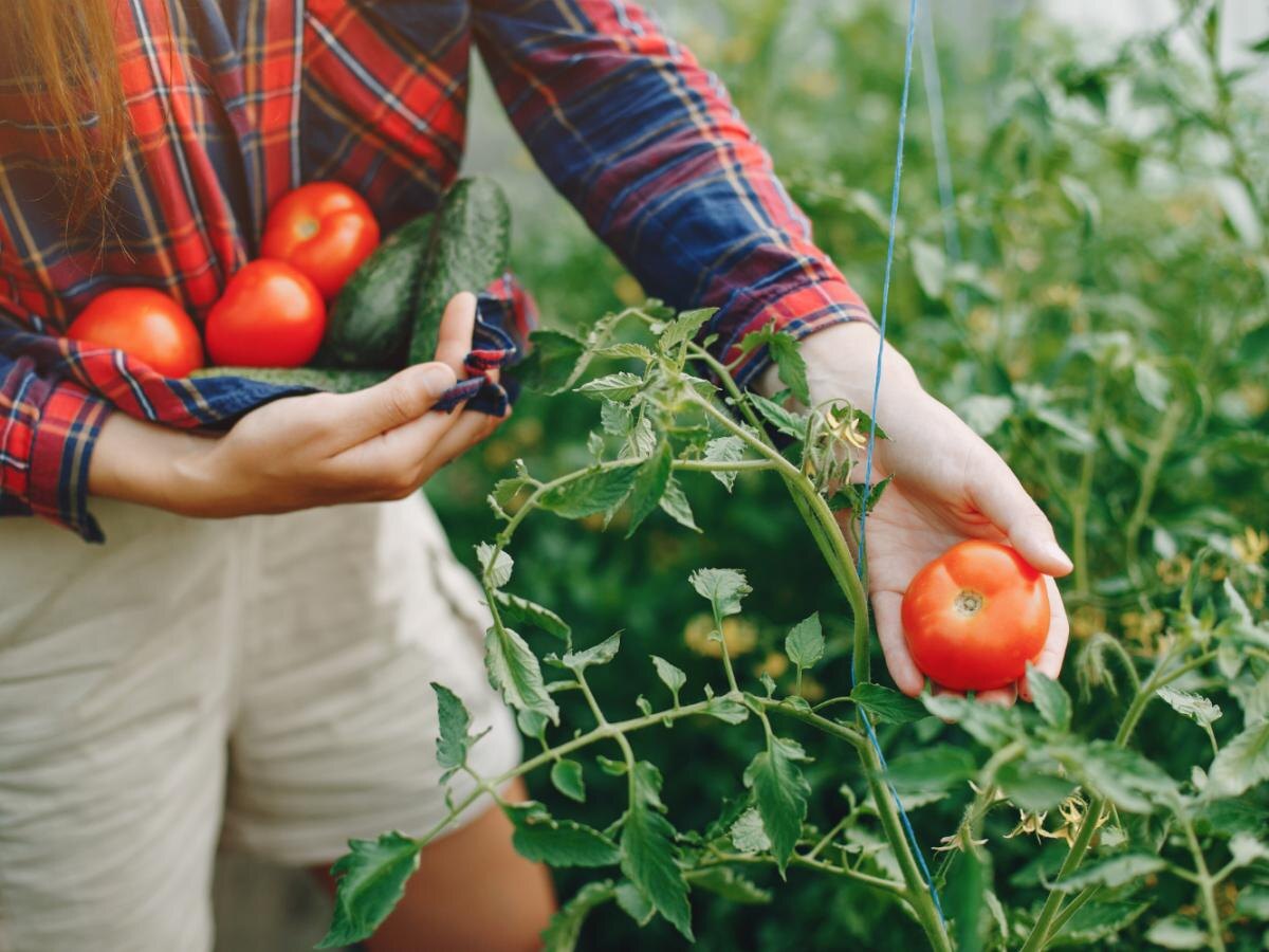 Почему спешка с рассадой может погубить ваш урожай