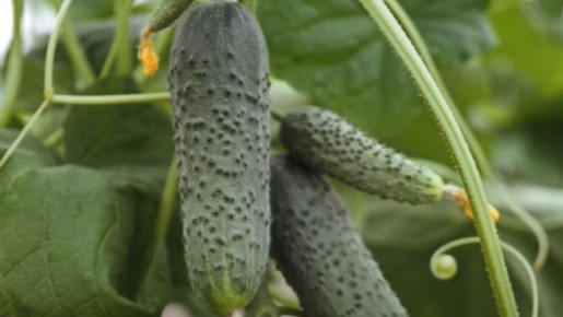 ��� ��������� ������������� ������ � �������: ������� � ������