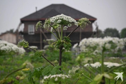 ����������� ����� ���������� �� ��������