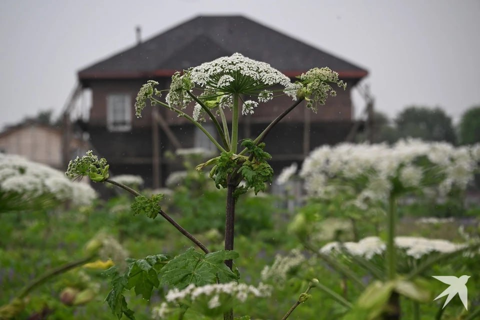 Свердловчан будут штрафовать за борщевик
