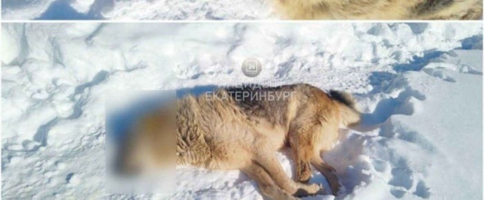 В Екатеринбурге на Сибирском тракте убили собаку