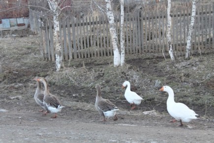 ������ ���� �� ������� � ��� ��� ���������