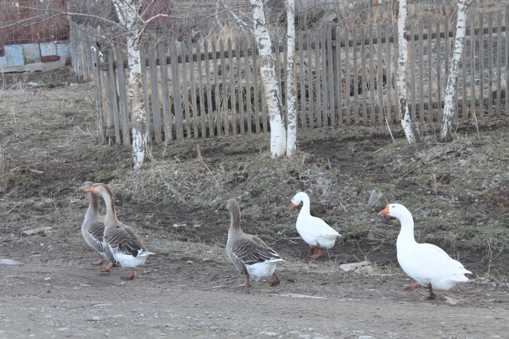 Почему гуси не несутся и как это исправить