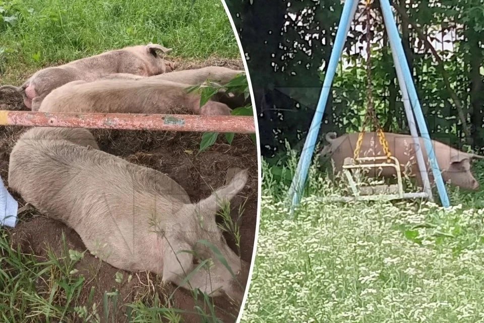 Свиньи в Ревде – ВСЕ! (на этот раз точно)