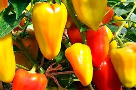 ��� ��������� ������� ����� �����: ��� ������� � ������