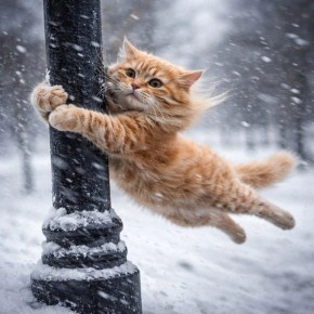 ��������! �� ������ ����������, 13 ����� �������������� ��������������� ������������ � �������� ����� �� 20 �/�