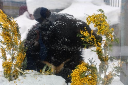 ����� ����� �� ������ � ���������������� ��������