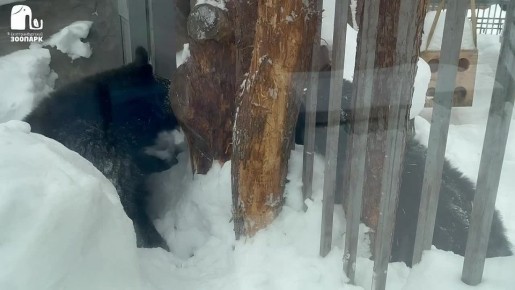 ������ ����� �����: ������� ����������� � ���������������� ��������