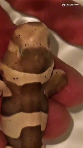 � ������������� ������� ������� �������