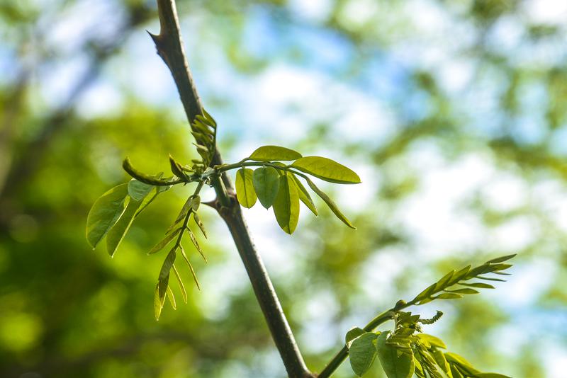 На Урал идет тепло: приступаем к побелке деревьев