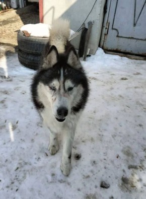 Хозяин хаски, напавшей на двух детей в поселке под Екатеринбургом, расправился с собакой после случившегося, пишет Ural Mash