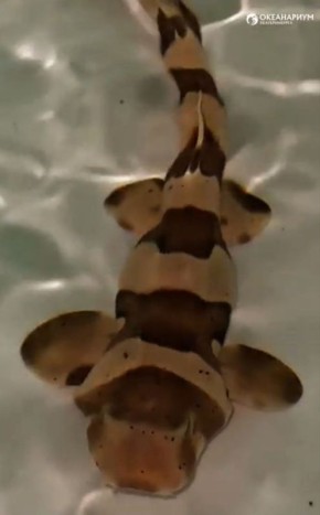 В океанариуме Екатеринбурга впервые родился акуленок