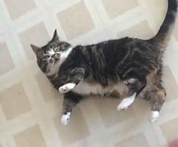 Сегодня День валяния дурака