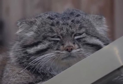 Манул Тимофей готовится к разжировке, а мы – к новым мероприятиям!