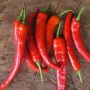 Перец язык дракона: острый сорт для настоящих гурманов