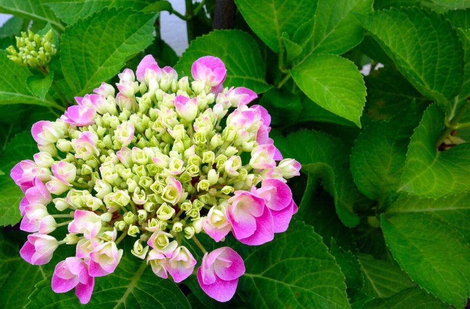 ��� ���������� ��������� �������� �������� � ������� ���������� ���������