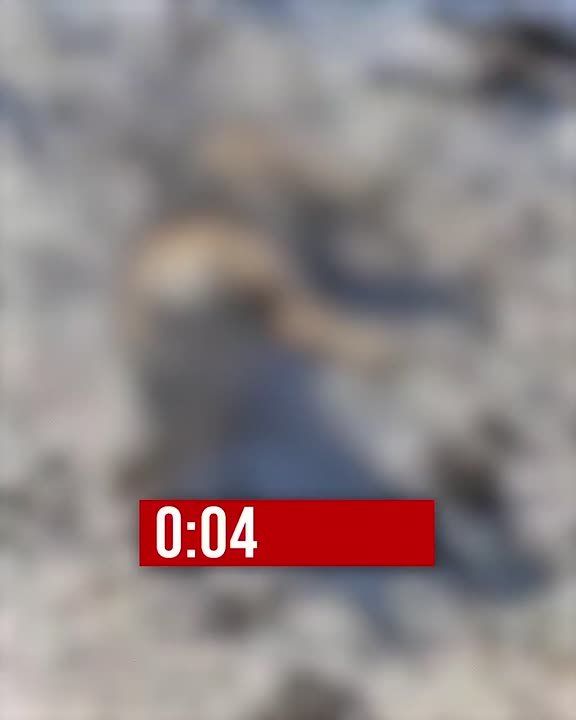 Вдоль дороги между Камышловом и Ирбитом обнаружили трупы собак